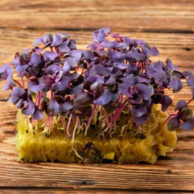 Микрозелень базилика фиолетового XXL